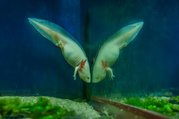 Selective focus view of pink albino axolotl in the adequate tank at local pet store or pet shop. Also known as salamander or Mexican walking fish Widly exotic animals that can have as a pet.