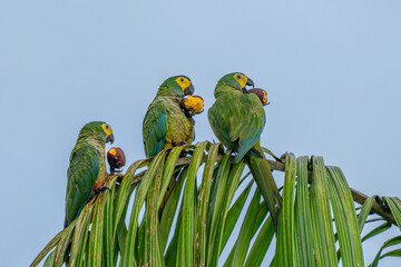 Wall Mural - red-bellied macaw, orthopsittaca manilata, green colored parrot bird with yellow head and red belly,