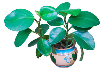 Wall Mural - Close-up of peperomia leaves growing in a pot isolate on a white background.