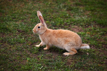 Poster - Red rabbit on the grass