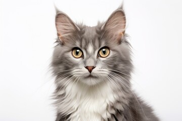 Wall Mural - Portrait of a cute american curl cat isolated in white background