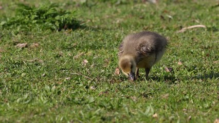 Sticker - Close up of a beautiful yellow fluffy greylag goose baby gosling in spring, Anser anser is a species of large goose in the waterfowl family Anatidae