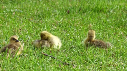 Canvas Print - Close up of a beautiful yellow fluffy greylag goose baby gosling in spring, Anser anser is a species of large goose in the waterfowl family Anatidae