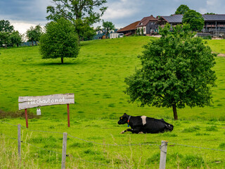 Canvas Print - Kühe und Schild