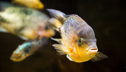 Wall Mural - Detail of yellow cichlid fish.