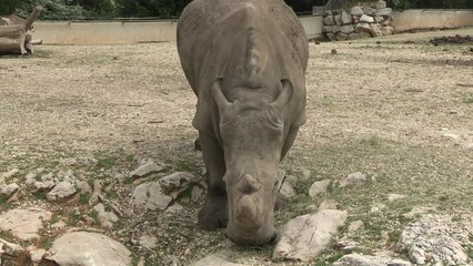 Wall Mural - rhinocéros en train de manger, en gros plan.	