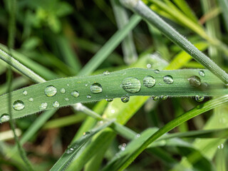 Canvas Print - Wassertropfen