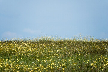 beautiful scene of a meadow filled with bright yellow buttercups and blue sky in the background