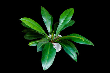 Wall Mural - Dark leaves of Philodendron Crassinervium the tropical foliage houseplant in a white pot isolated on black background with clipping path