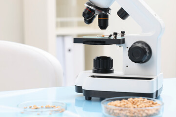 Wall Mural - Food quality control. Microscope and petri dishes with wheat grains in laboratory