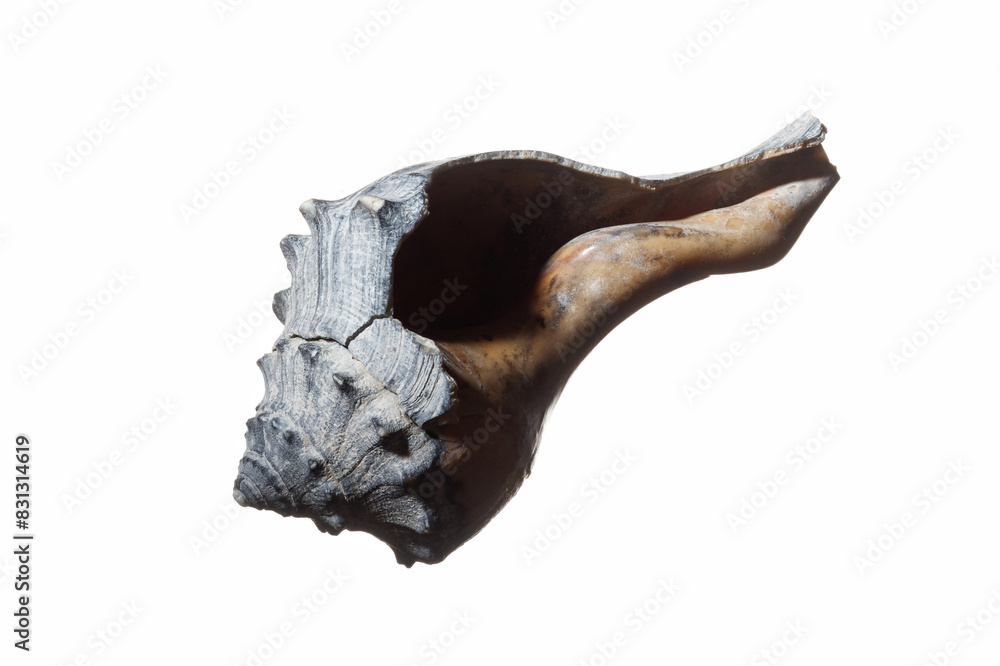 Blue and gray sea shell isolated on white background. Worn and damaged ...