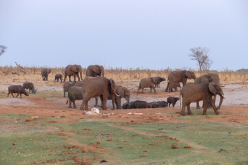 Poster - Elefant