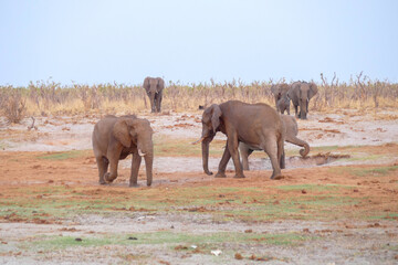 Wall Mural - Elefant