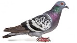 pigeon perched on white background detailed bird portrait photography