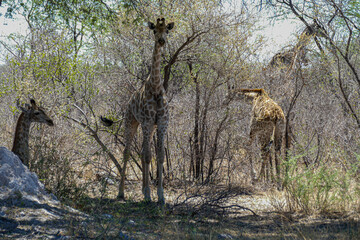 Wall Mural - Giraffe