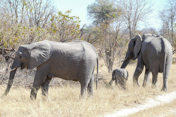 Wall Mural - Elefant