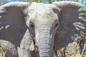 Wall Mural - Elefant