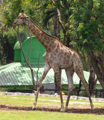 Wall Mural - Portrait of a giraffe in the zoo