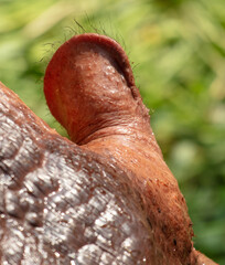 Wall Mural - Close-up of a hippopotamus ear