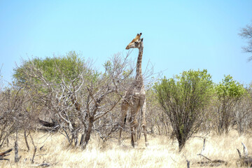 Canvas Print - Giraffe