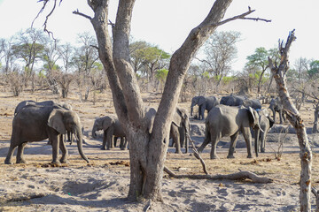 Poster - Elefant