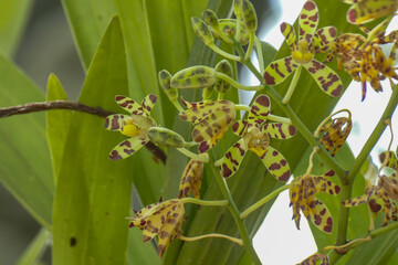 Poster - Orchidee