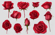 Set of watercolor red roses in various styles on a white background, Realistic set of vector elements of red roses flower, red Roses flower isolated on white background,plants and nature vector illust