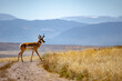 © Nicolas - Pronghorn, seule espèce d'antilope du continent américain, traverse un route dans le désert avec les montagnes en fond.