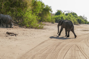 Sticker - Elefant