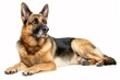 © Mark G - Full body studio portrait of a beautiful German shepherd dog. The dog is lying down and looking up over a background of pastel shades, looking majestic.