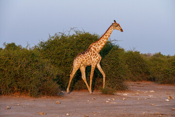 Wall Mural - Giraffe