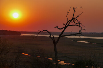 Wall Mural - Botswana