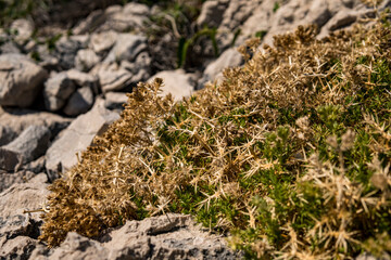 Wall Mural - Small plants growing on limestone rocks during summer season in Croatia