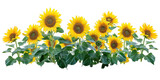 Flowers bush of vibrant sunflowers on a transparent background