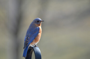 bluebird on lamp post
