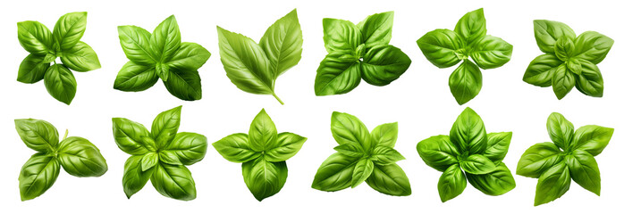 A row of green leaves are shown in various sizes and shapes Set of png elements.