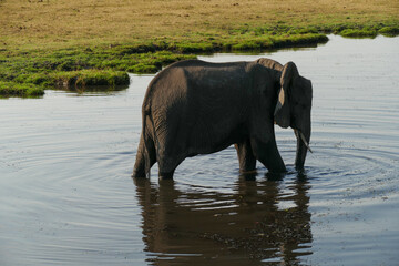 Canvas Print - Elefant