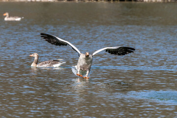 Sticker - The greylag goose spreading its wings on water. Anser anser is a species of large goose