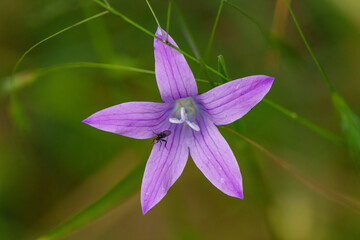 Wall Mural - A detailed view of a purple flower against a green backdrop