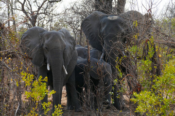 Wall Mural - Elefant