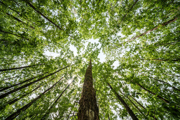 Wall Mural - The view is of a tree trunk covered in lush green leaves