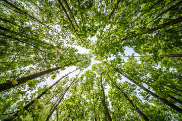 Wall Mural - The view is of a tree trunk covered in lush green leaves