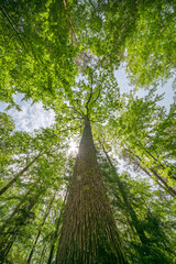 Wall Mural - The view is of a tree trunk covered in lush green leaves