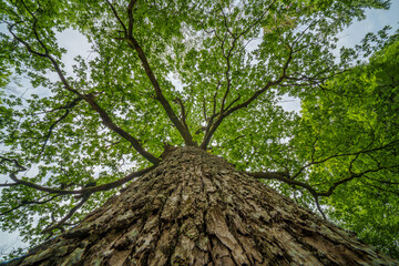 Wall Mural - The view is of a tree trunk covered in lush green leaves