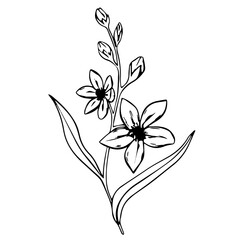 Wall Mural - forget me not flowers. Set of vector botanical line art. Hand drawn line leaves branches and blooming. Wedding wildflowers for invitation save the date card. Vector greenery for logo and tattoo.