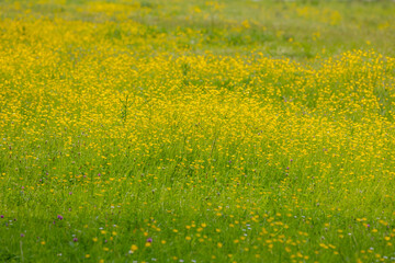 Wall Mural - Selective focus of small tiny yellow flowers, Wild buttercup with green grass meadow, Ranunculus bulbosus is a perennial flowering plant in the buttercup family Ranunculaceae, Nature floral background