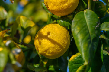 Poster - Lemon flowers on the tree with blurred flowers background