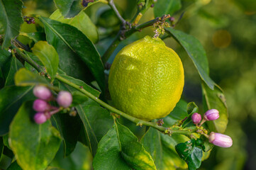 Poster - Green trees with ripe yellow lemons and flowers