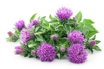 Wall Mural - milk thistle plant with purple flowers and prickly leaves on white background, representing herbal medicine and detoxing concept