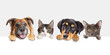 © adogslifephoto - Row of heads of dogs and cats with paws up hanging over a blank white sign sized for website banner or social media header